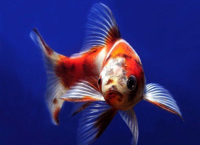 Pesce ornamentale Shubunkin per laghetto
