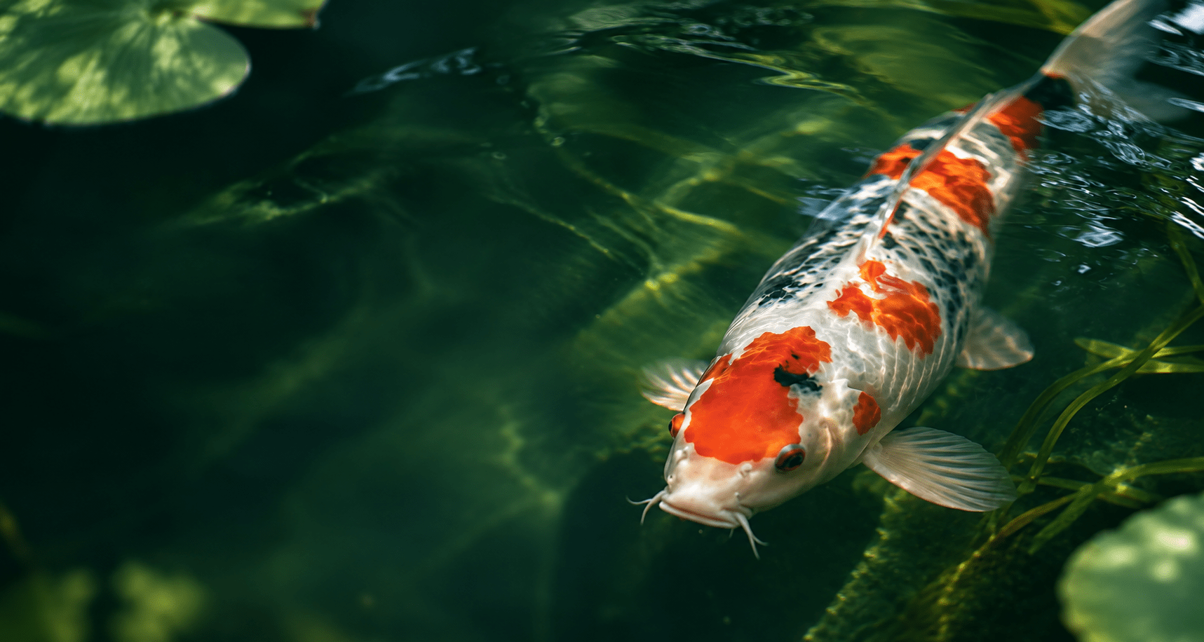 Carpa Koi in laghetto - Sergio e Monica Vivai Asti