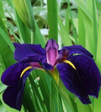 Iris e piante palustri Sergio e Monica Vivai Asti